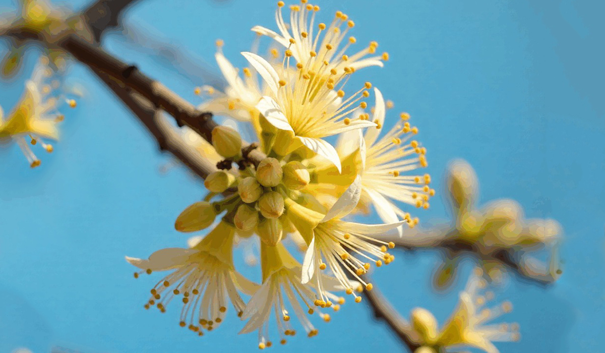 Mahua Flower