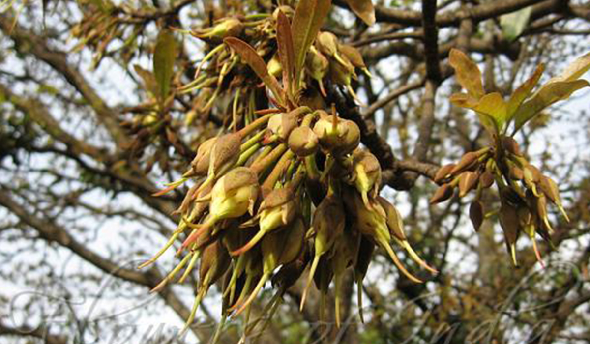 Mahua Flower