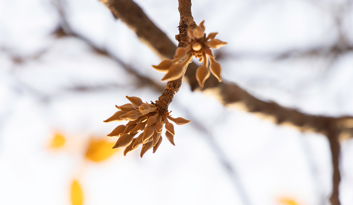 Mahua Flower