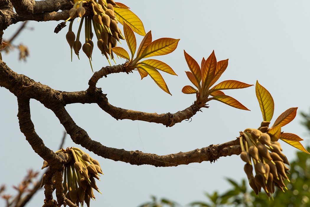 Mahua Flower