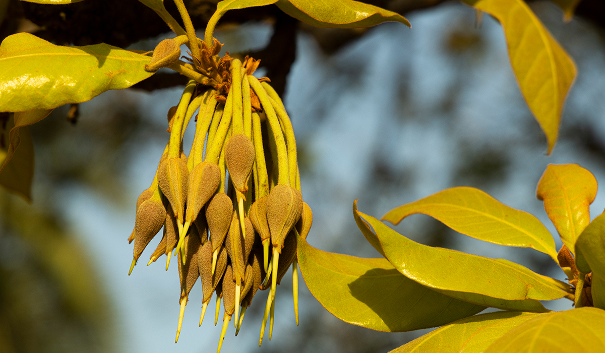 Mahua Flower