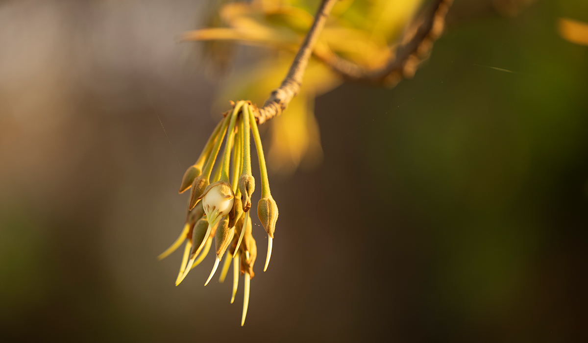 Mahua Flower