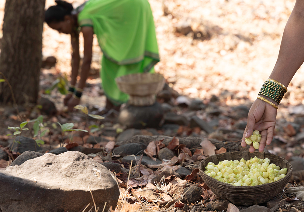 Collecting Mahua