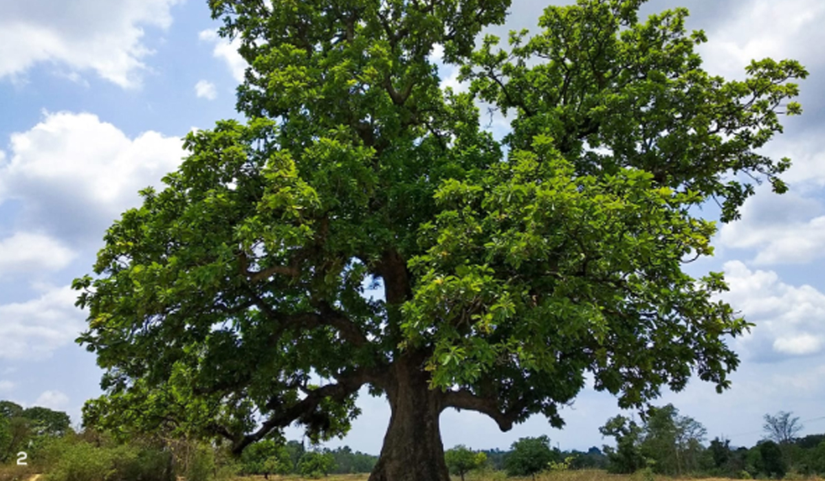 Mahua Flower