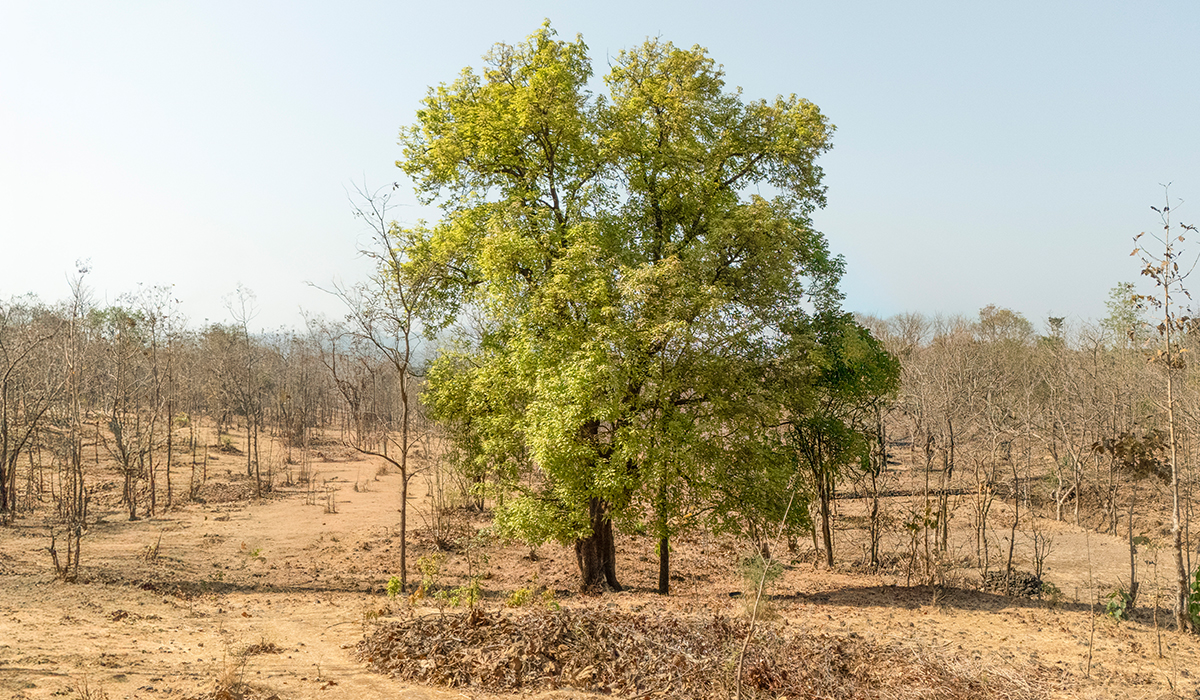 Mahua Tree