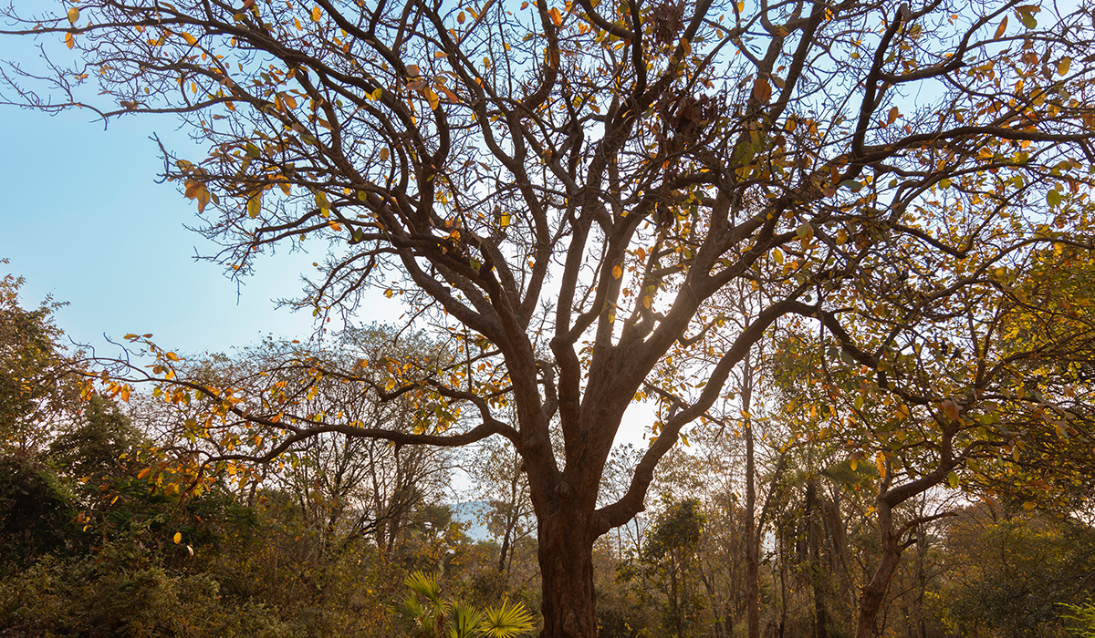 Mahua Tree