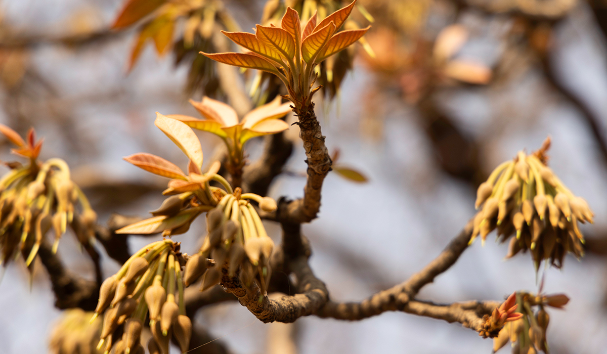 Mahua Tree with Flowers