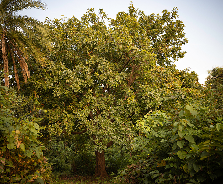Mahua Tree