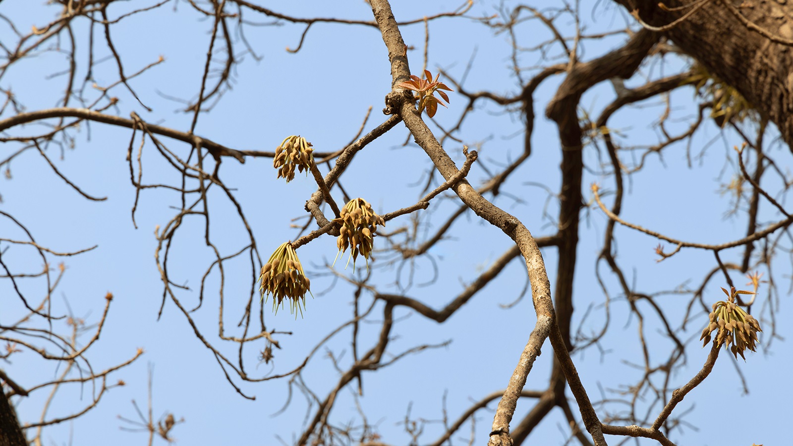 Mahua Flower