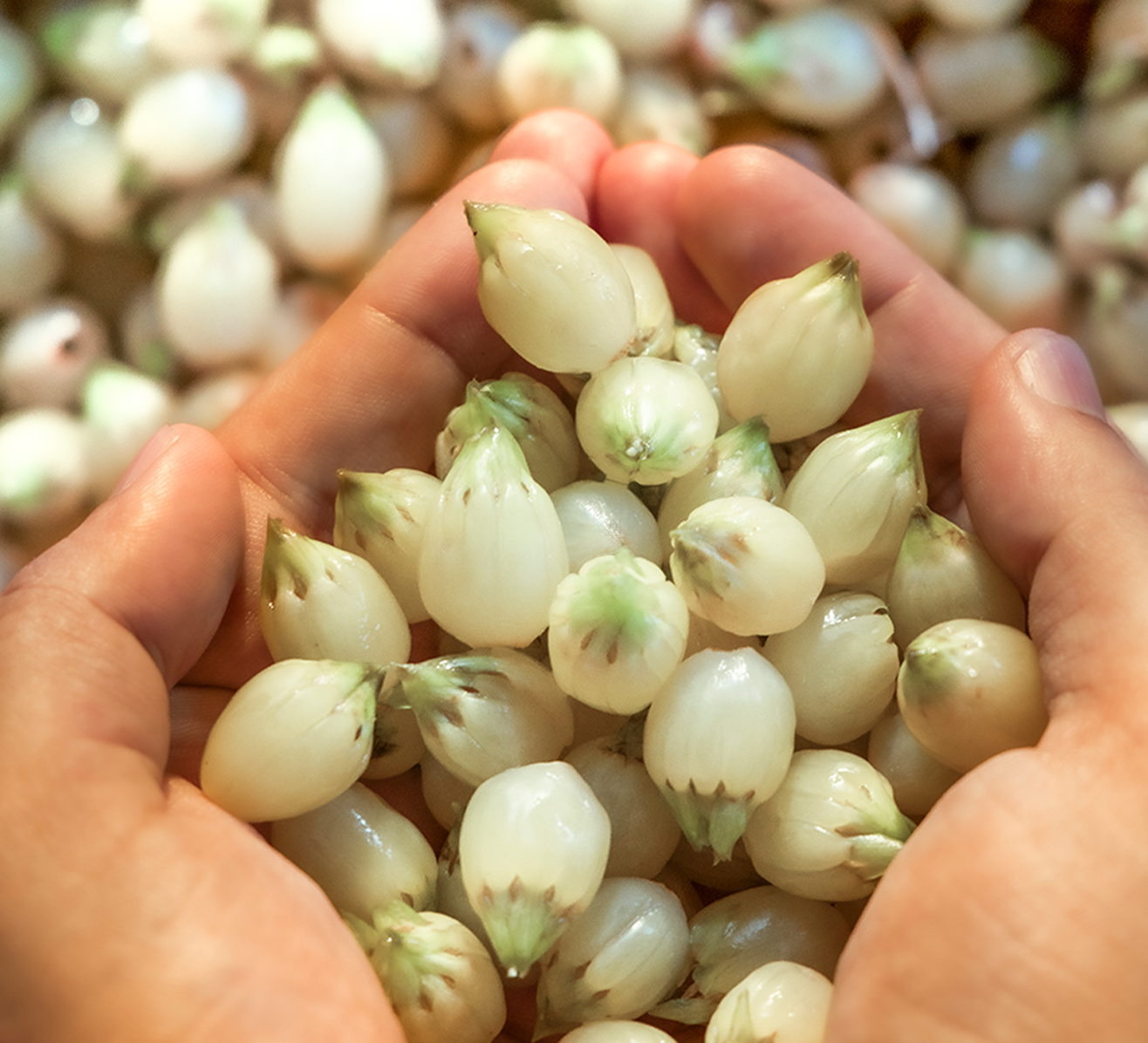 The Journey of Mahua Blossoms Before They Become Spirit